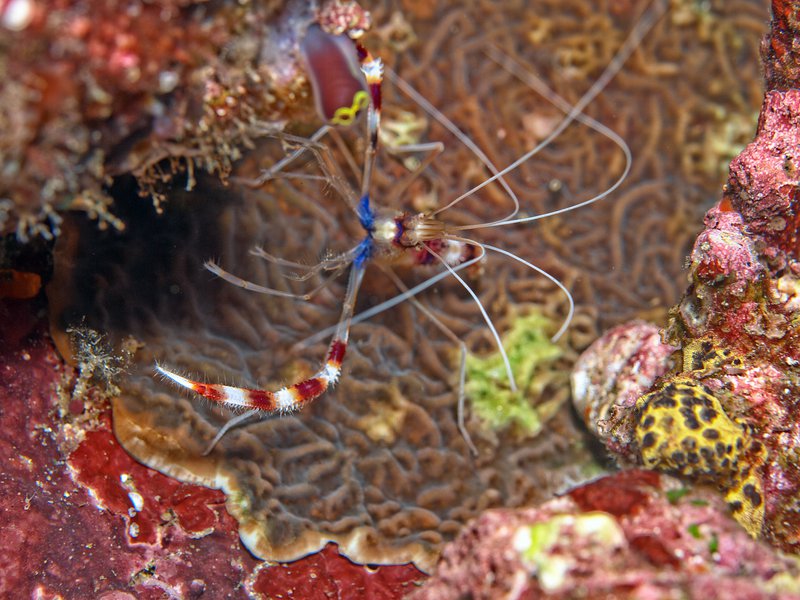 Shrimp, Batee Tokong